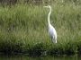 Nic - 198 * Great Egret